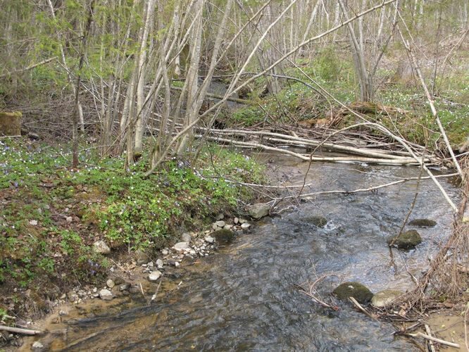 Maakond: Valgamaa Veekogu nimi: Purtsi jõgi Pildistamise aeg: 1. mai 2011 Pildistaja: H. Timm Pildistamise koht: koolmekoht maratoniraja lähedal Asimuut: