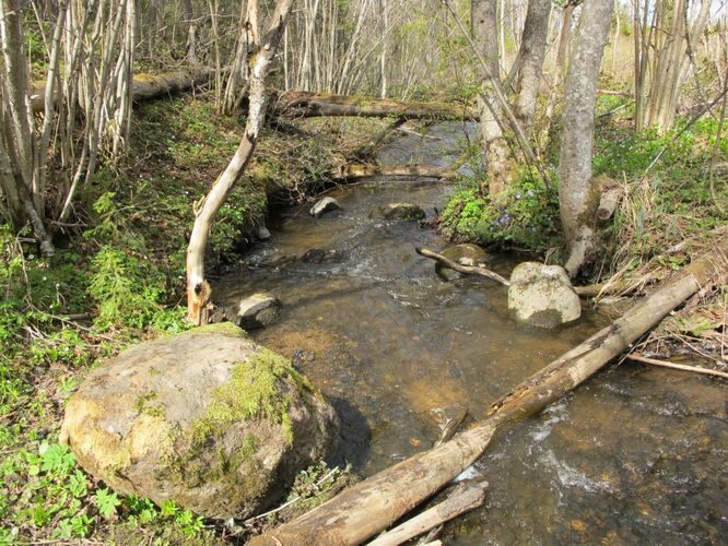 Maakond: Valgamaa Veekogu nimi: Purtsi jõgi Pildistamise aeg: 1. mai 2011 Pildistaja: H. Timm Pildistamise koht: koolmekoht maratoniraja lähedal Asimuut: