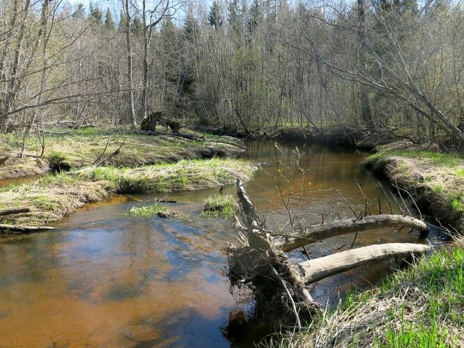 Maakond: Valgamaa Veekogu nimi: Purtsi jõgi Pildistamise aeg: 7. mai 2013 Pildistaja: H. Timm Pildistamise koht: Pikasilla - Puka tee ääres Asimuut: