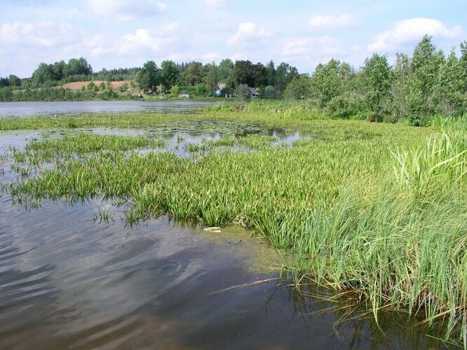 Maakond: Valgamaa Veekogu nimi: Rautina järv Pildistamise aeg: august 2006 Pildistaja: H. Timm Pildistamise koht: teadmata Asimuut: