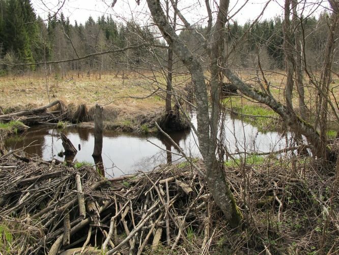 Maakond: Valgamaa Veekogu nimi: Rautina oja Pildistamise aeg: 29. aprill 2012 Pildistaja: H. Timm Pildistamise koht: alamjooks Asimuut: