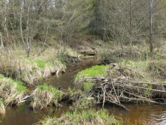 Maakond: Valgamaa Veekogu nimi: Rautina oja Pildistamise aeg: 29. aprill 2012 Pildistaja: H. Timm Pildistamise koht: alamjooks Asimuut: