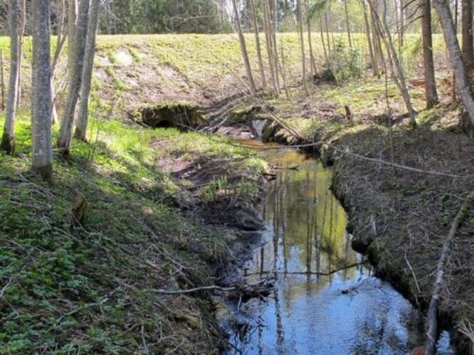 Maakond: Tartumaa Veekogu nimi: Rõngu jõe lisaoja Pildistamise aeg: 30. aprill 2011 Pildistaja: H. Timm Pildistamise koht: Lossimäe Asimuut: