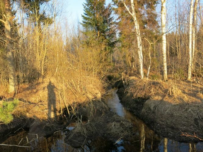 Maakond: Tartumaa Veekogu nimi: Rõngu jõe lisaoja Pildistamise aeg: 21. aprill 2013 Pildistaja: H. Timm Pildistamise koht: teadmata Asimuut: