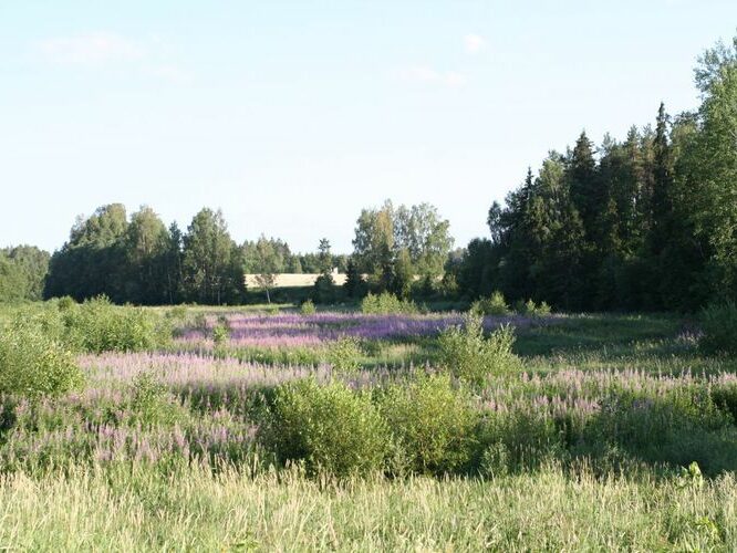 Maakond: Tartumaa Veekogu nimi: Rõngu jõgi Pildistamise aeg: 23. juuli 2006 Pildistaja: H. Timm Pildistamise koht: Lõve paisjärve ase Asimuut: