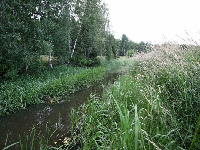 Maakond: Tartumaa Veekogu nimi: Rõngu jõgi Pildistamise aeg: 28. juuli 2008 Pildistaja: H. Timm Pildistamise koht: alamjooks Asimuut: