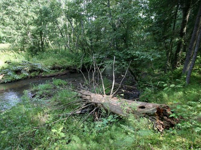 Maakond: Tartumaa Veekogu nimi: Rõngu jõgi Pildistamise aeg: 28. juuli 2008 Pildistaja: H. Timm Pildistamise koht: Kõrgekalda Asimuut: