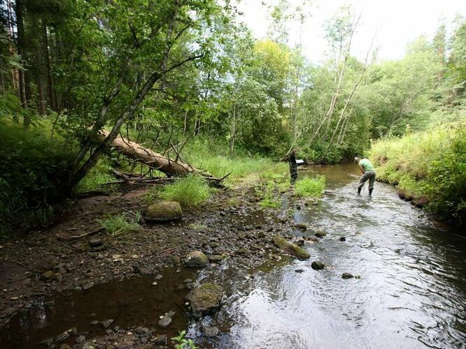 Maakond: Tartumaa Veekogu nimi: Rõngu jõgi Pildistamise aeg: 28. juuli 2008 Pildistaja: H. Timm Pildistamise koht: Kõrgekalda Asimuut: