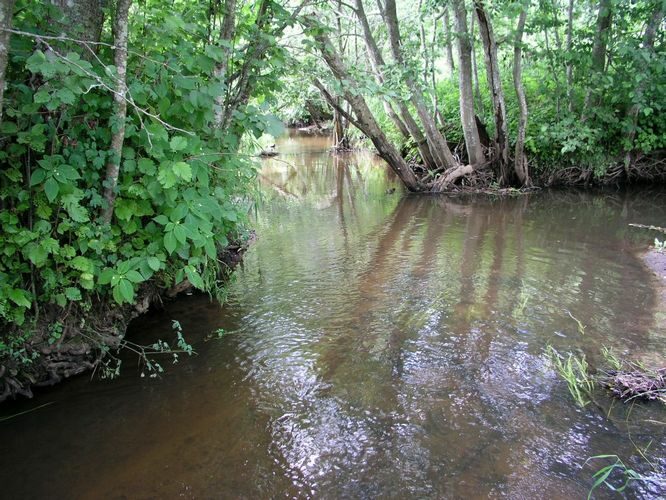 Maakond: Tartumaa Veekogu nimi: Rõngu jõgi Pildistamise aeg: 28. juuli 2008 Pildistaja: H. Timm Pildistamise koht: Kõrgekalda Asimuut: