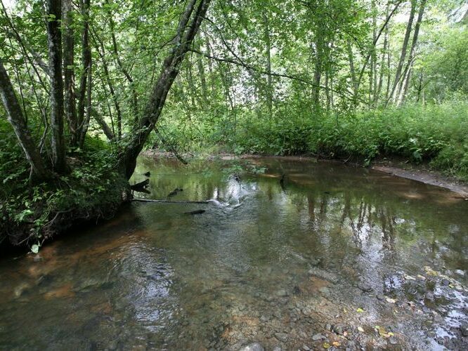 Maakond: Tartumaa Veekogu nimi: Rõngu jõgi Pildistamise aeg: 28. juuli 2008 Pildistaja: H. Timm Pildistamise koht: Kõrgekalda Asimuut: