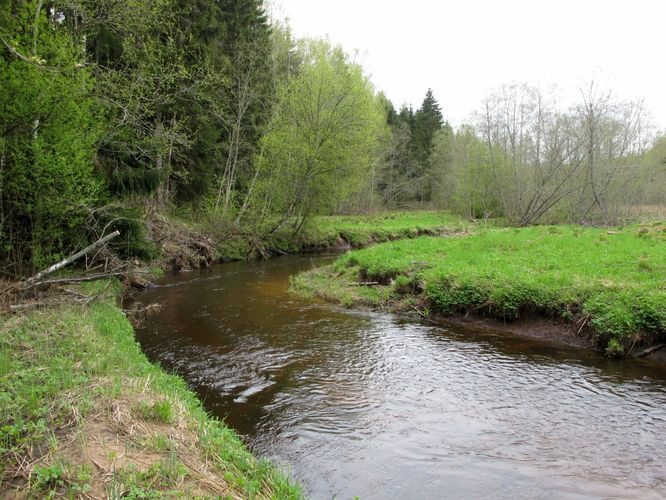 Maakond: Tartumaa Veekogu nimi: Rõngu jõgi Pildistamise aeg: 9. mai 2010 Pildistaja: H. Timm Pildistamise koht: Kõrgemäe sillalt Asimuut: