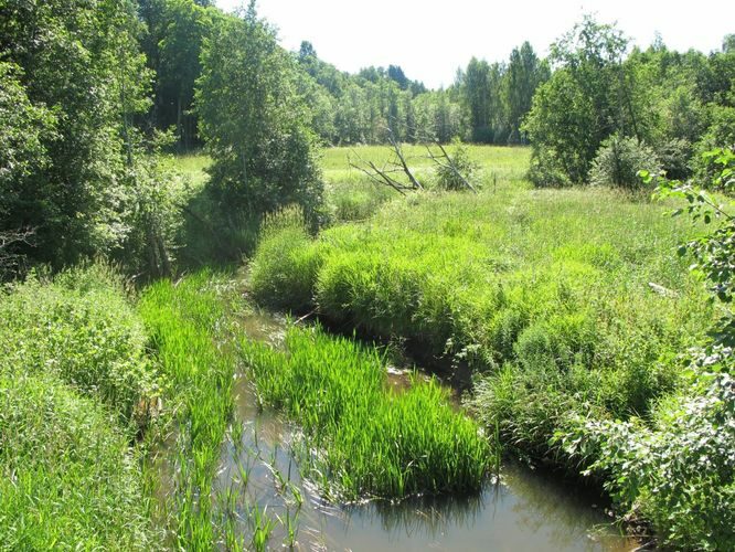 Maakond: Tartumaa Veekogu nimi: Rõngu jõgi Pildistamise aeg: 4. juuli 2010 Pildistaja: H. Timm Pildistamise koht: Lossimäe Asimuut: