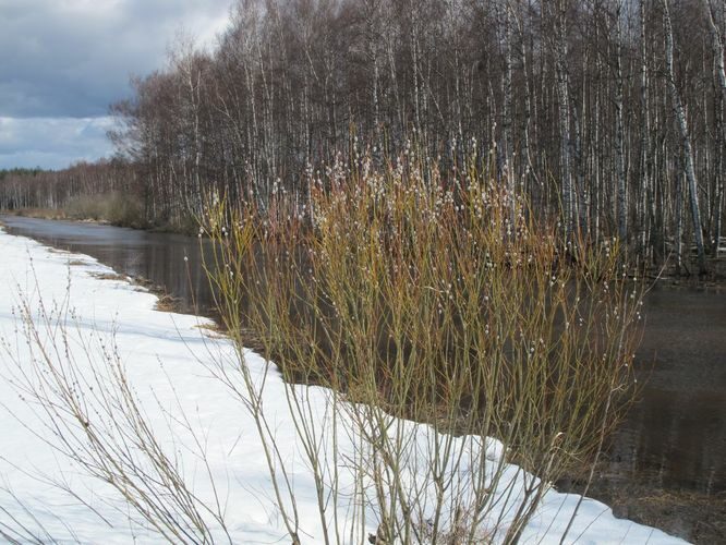 Maakond: Tartumaa Veekogu nimi: Rõngu jõgi Pildistamise aeg: 10. aprill 2011 Pildistaja: H. Timm Pildistamise koht: alamjooks Asimuut: