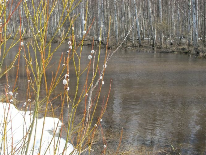 Maakond: Tartumaa Veekogu nimi: Rõngu jõgi Pildistamise aeg: 10. aprill 2011 Pildistaja: H. Timm Pildistamise koht: alamjooks Asimuut: