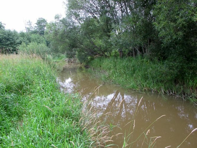 Maakond: Tartumaa Veekogu nimi: Rõngu jõgi Pildistamise aeg: juuli 2011 Pildistaja: H. Timm Pildistamise koht: alamjooks Asimuut: