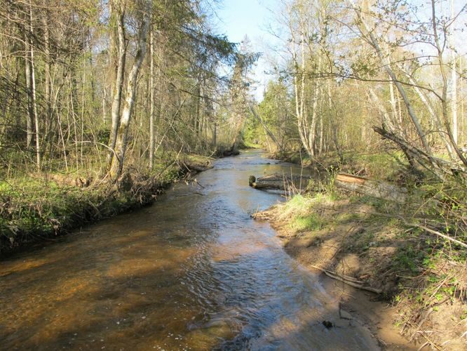 Maakond: Tartumaa Veekogu nimi: Rõngu jõgi Pildistamise aeg: 2. mai 2012 Pildistaja: H. Timm Pildistamise koht: Lõve Asimuut: