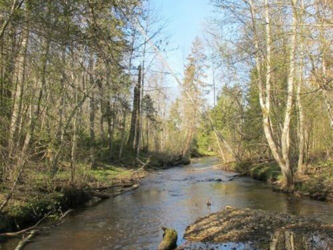 Maakond: Tartumaa Veekogu nimi: Rõngu jõgi Pildistamise aeg: 2. mai 2012 Pildistaja: H. Timm Pildistamise koht: Lõve Asimuut: