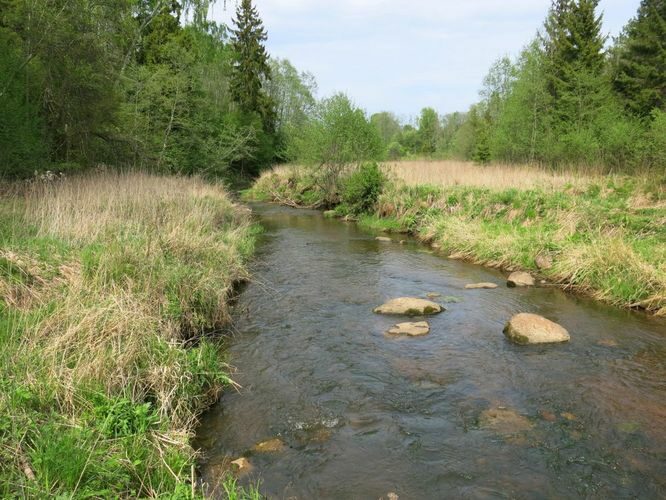 Maakond: Tartumaa Veekogu nimi: Rõngu jõgi Pildistamise aeg: 18. mai 2014 Pildistaja: H. Timm Pildistamise koht: ca 1 km ülalpool Lõve Asimuut: