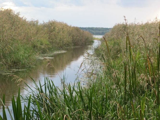 Maakond: Tartumaa Veekogu nimi: Rõngu jõgi Pildistamise aeg: 22. august 2014 Pildistaja: H. Timm Pildistamise koht: suue Asimuut: