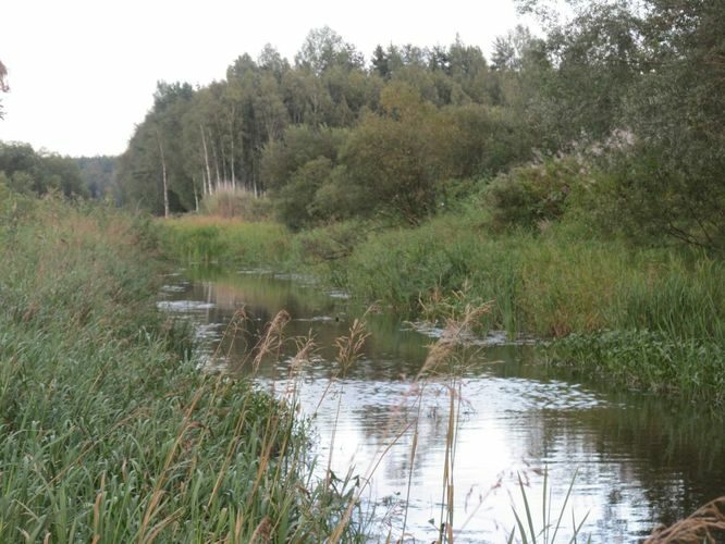 Maakond: Tartumaa Veekogu nimi: Rõngu jõgi Pildistamise aeg: 22. august 2014 Pildistaja: H. Timm Pildistamise koht: enne suuet Asimuut: