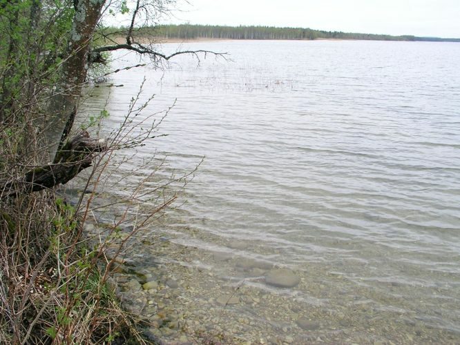 Maakond: Tartumaa Veekogu nimi: Saadjärv Pildistamise aeg: 18. mai 2005 Pildistaja: H. Timm Pildistamise koht: Kalda rand Asimuut: