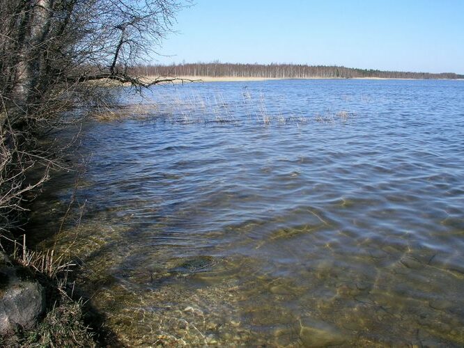 Maakond: Tartumaa Veekogu nimi: Saadjärv Pildistamise aeg: 27. mai 2009 Pildistaja: H. Timm Pildistamise koht: Kalda rand Asimuut: