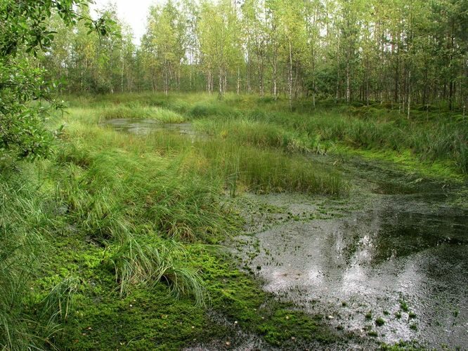 Maakond: Tartumaa Veekogu nimi: Sauli teeristi tiik Pildistamise aeg: september 2006 Pildistaja: H. Timm Pildistamise koht: teadmata Asimuut: