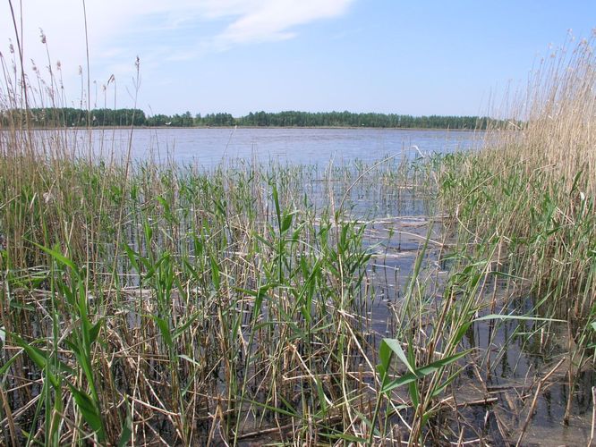 Maakond: Tartumaa Veekogu nimi: Soitsjärv Pildistamise aeg: 24. mai 2007 Pildistaja: H. Timm Pildistamise koht: teadmata Asimuut: