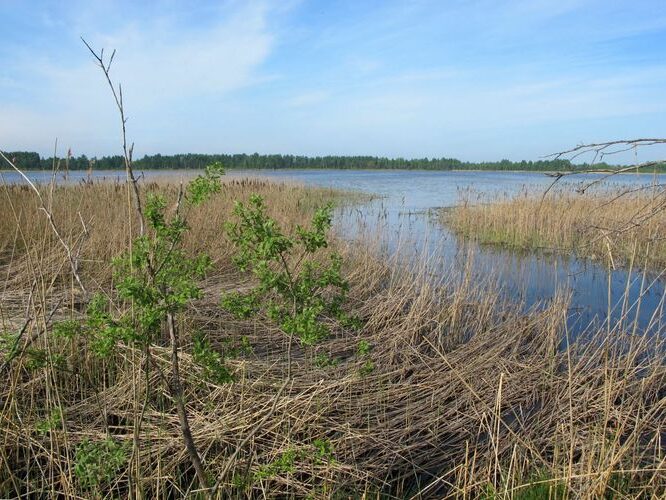 Maakond: Tartumaa Veekogu nimi: Soitsjärv Pildistamise aeg: 20. mai 2011 Pildistaja: H. Timm Pildistamise koht: teadmata Asimuut: