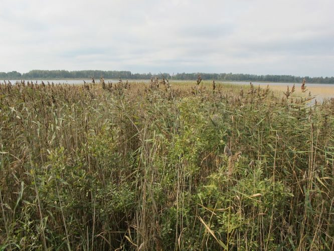 Maakond: Tartumaa Veekogu nimi: Soitsjärv Pildistamise aeg: 18. september 2012 Pildistaja: H. Timm Pildistamise koht: teadmata Asimuut: