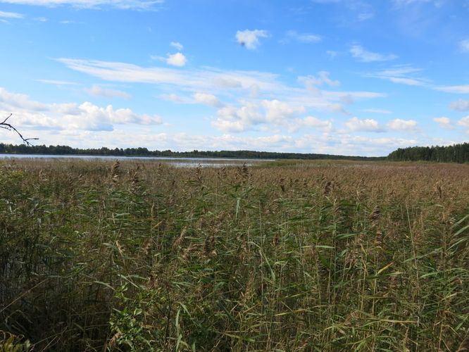 Maakond: Tartumaa Veekogu nimi: Soitsjärv Pildistamise aeg: 4. september 2013 Pildistaja: H. Timm Pildistamise koht: teadmata Asimuut: