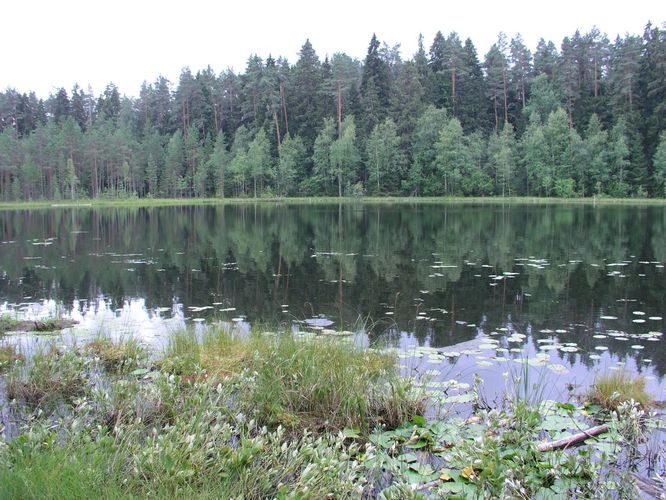 Maakond: Tartumaa Veekogu nimi: Vaikne järv Pildistamise aeg: 4. august 2006 Pildistaja: H. Timm Pildistamise koht: teadmata Asimuut: