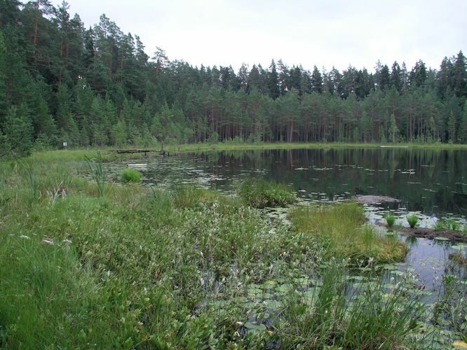 Maakond: Tartumaa Veekogu nimi: Vaikne järv Pildistamise aeg: 4. august 2006 Pildistaja: H. Timm Pildistamise koht: teadmata Asimuut: