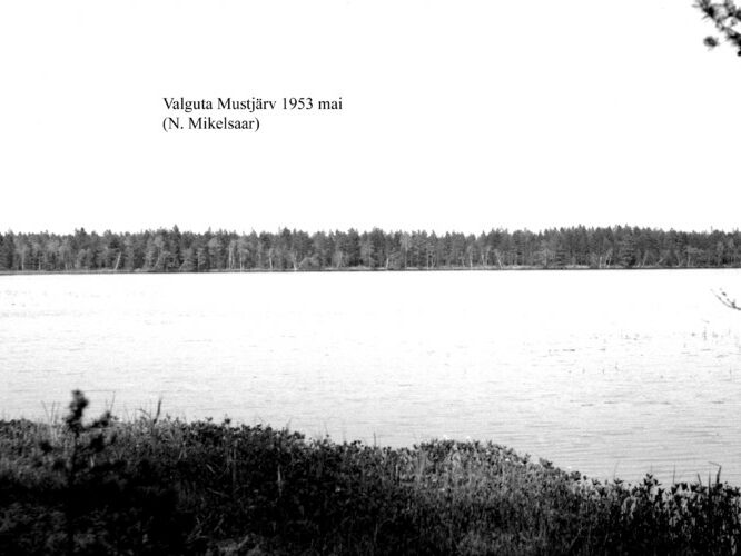 Maakond: Tartumaa Veekogu nimi: Valguta Mustjärv Pildistamise aeg: mai 1953 Pildistaja: N. Mikelsaar Pildistamise koht: W kaldalt Asimuut: