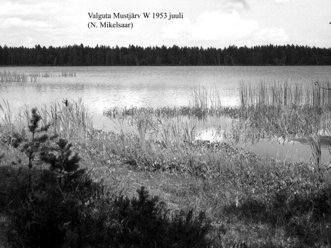 Maakond: Tartumaa Veekogu nimi: Valguta Mustjärv Pildistamise aeg: juuli 1953 Pildistaja: N. Mikelsaar Pildistamise koht: W kaldalt Asimuut: