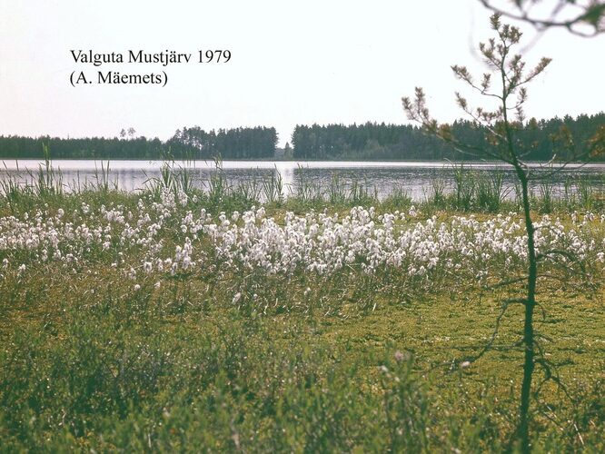 Maakond: Tartumaa Veekogu nimi: Valguta Mustjärv Pildistamise aeg: 1979 Pildistaja: A. Mäemets Pildistamise koht: teadmata Asimuut: