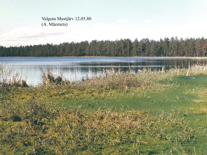 Maakond: Tartumaa Veekogu nimi: Valguta Mustjärv Pildistamise aeg: 12. mai 1980 Pildistaja: A. Mäemets Pildistamise koht: teadmata Asimuut: