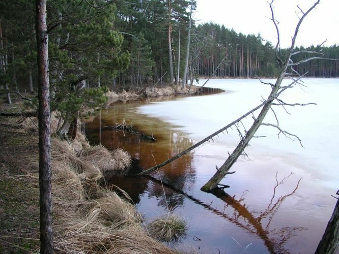 Maakond: Tartumaa Veekogu nimi: Valguta Mustjärv Pildistamise aeg: 22. märts 2004 Pildistaja: H. Timm Pildistamise koht: teadmata Asimuut: