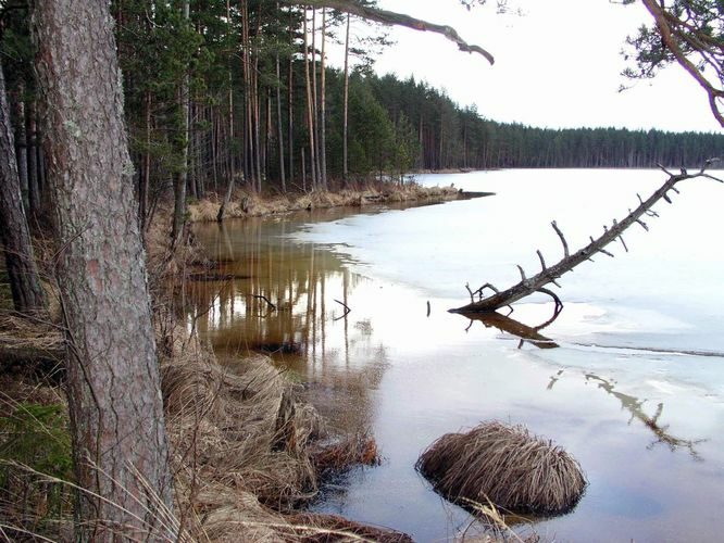 Maakond: Tartumaa Veekogu nimi: Valguta Mustjärv Pildistamise aeg: 22. märts 2004 Pildistaja: H. Timm Pildistamise koht: teadmata Asimuut: