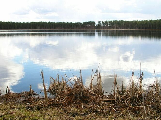 Maakond: Tartumaa Veekogu nimi: Valguta Mustjärv Pildistamise aeg: 11. aprill 2004 Pildistaja: H. Timm Pildistamise koht: teadmata Asimuut: