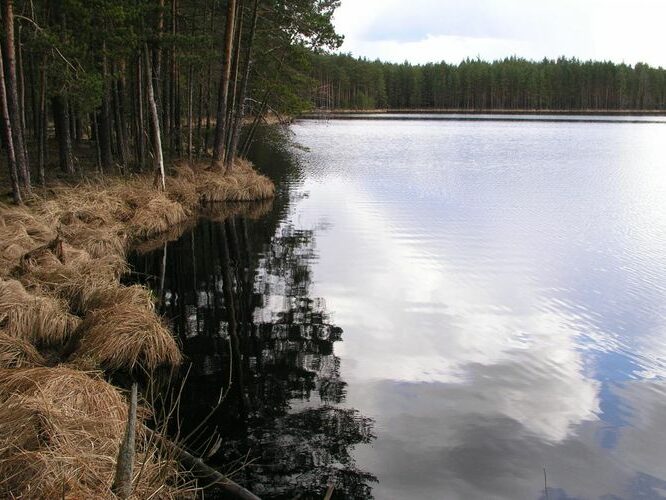 Maakond: Tartumaa Veekogu nimi: Valguta Mustjärv Pildistamise aeg: 11. aprill 2004 Pildistaja: H. Timm Pildistamise koht: teadmata Asimuut: