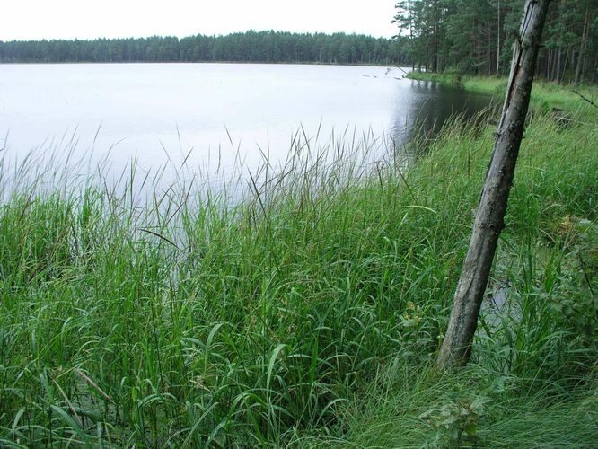 Maakond: Tartumaa Veekogu nimi: Valguta Mustjärv Pildistamise aeg: 16. oktoober 2005 Pildistaja: H. Timm Pildistamise koht: teadmata Asimuut: