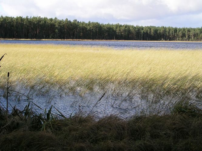 Maakond: Tartumaa Veekogu nimi: Valguta Mustjärv Pildistamise aeg: 2. august 2006 Pildistaja: H. Timm Pildistamise koht: teadmata Asimuut: