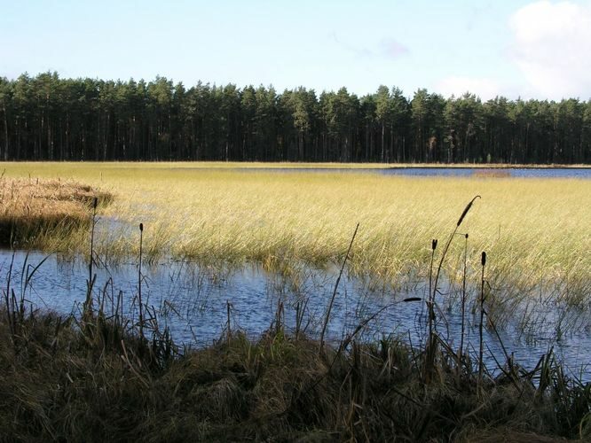 Maakond: Tartumaa Veekogu nimi: Valguta Mustjärv Pildistamise aeg: 2. august 2006 Pildistaja: H. Timm Pildistamise koht: teadmata Asimuut: