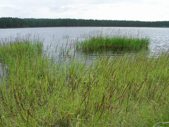 Maakond: Tartumaa Veekogu nimi: Valguta Mustjärv Pildistamise aeg: 2. august 2006 Pildistaja: H. Timm Pildistamise koht: teadmata Asimuut: