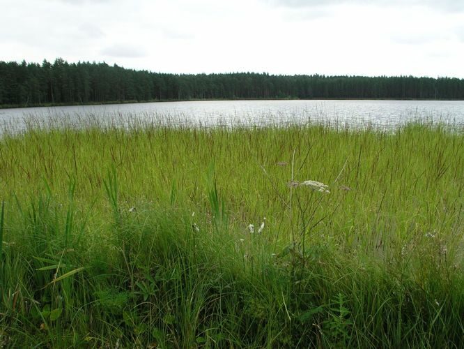 Maakond: Tartumaa Veekogu nimi: Valguta Mustjärv Pildistamise aeg: 2. august 2006 Pildistaja: H. Timm Pildistamise koht: teadmata Asimuut: