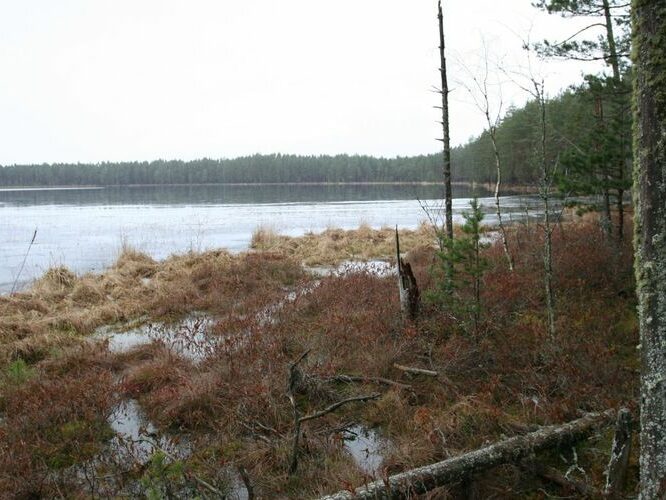 Maakond: Tartumaa Veekogu nimi: Valguta Mustjärv Pildistamise aeg: 1. jaanuar 2007 Pildistaja: H. Timm Pildistamise koht: teadmata Asimuut: