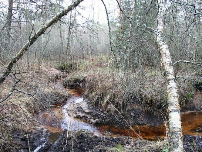 Maakond: Tartumaa Veekogu nimi: Valguta Mustjärv Pildistamise aeg: 1. jaanuar 2007 Pildistaja: H. Timm Pildistamise koht: teadmata Asimuut: