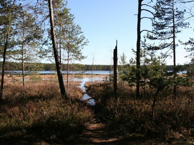 Maakond: Tartumaa Veekogu nimi: Valguta Mustjärv Pildistamise aeg: 1. aprill 2007 Pildistaja: H. Timm Pildistamise koht: teadmata Asimuut: