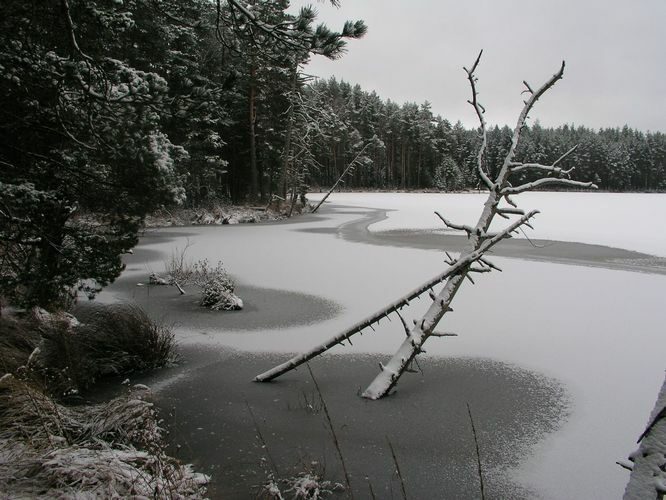 Maakond: Tartumaa Veekogu nimi: Valguta Mustjärv Pildistamise aeg: 1. jaanuar 2008 Pildistaja: H. Timm Pildistamise koht: teadmata Asimuut: